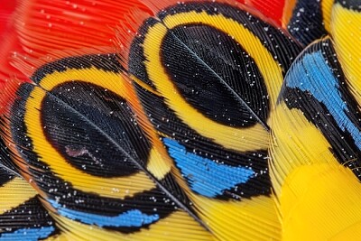 Ala dell'uccello Rosella orientale
