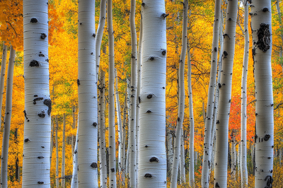 Vibrant Autumn Forest