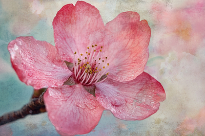Kirschblüte in voller Blüte