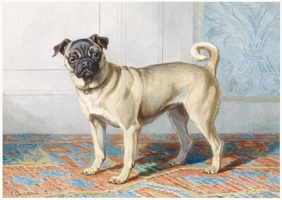 Retrato do Pug de Edwin Vom Rath