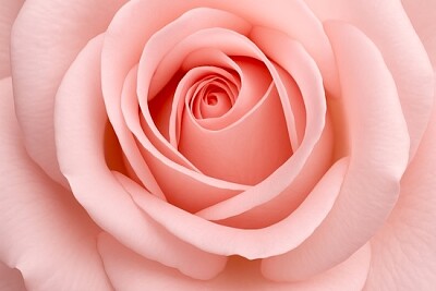 Pink Rose