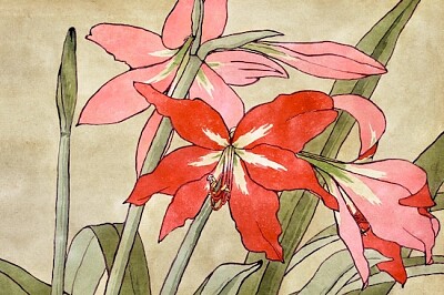 Amaryllis (1915)