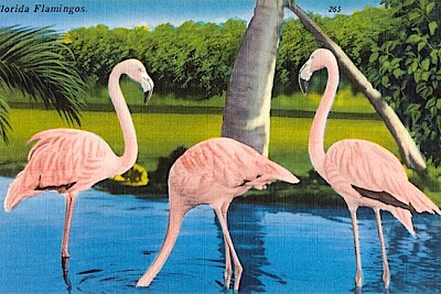 Florida Flamingos