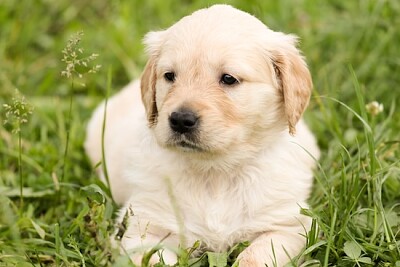 Labrador Retriever 