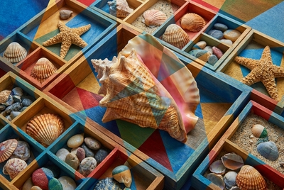 Tavolo da collezione di conchiglie con conchiglie, stelle