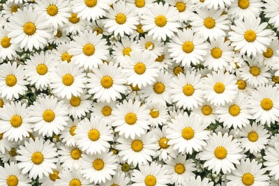 Ярки маргаритки