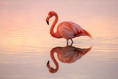 Flamingo Reflection Elegance
