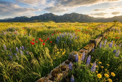 Prato con fiori selvatici, texture dell'erba e 