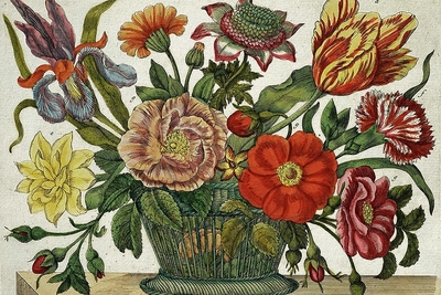 Maria Sibylla Merian: Nowa księga kwiatów (1675-1680)