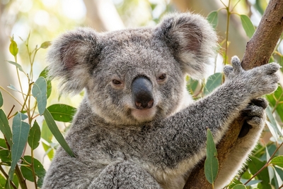 Ritratto di koala su eucalipto