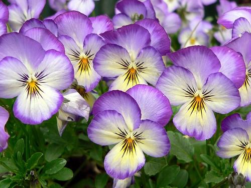 Violettes