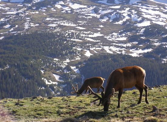Elk in the Rocky mountain