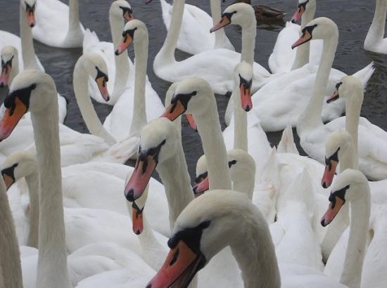 Regatta of Swans