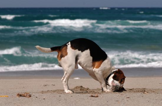 Pies Beagle