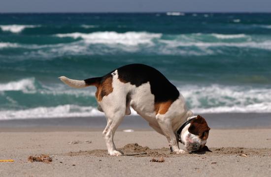 ビーグル犬