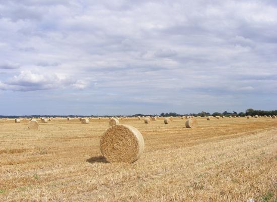 Billets of hay with full sky