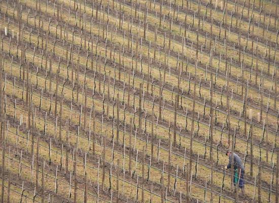 A vineyard.