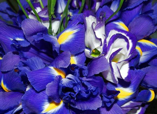 Blue Iris