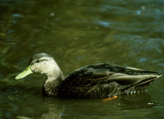 Canard noir