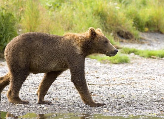 Brown Bear Cub