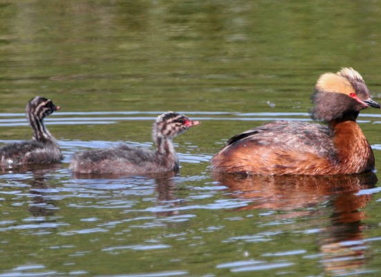 Horned Grebe with Young