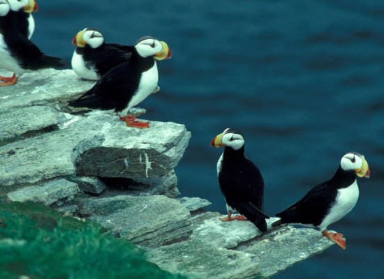 Horned lunnefåglar på Puffin Island