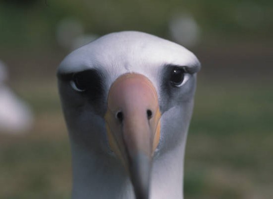 Laysan albatross