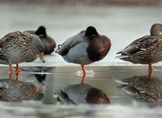 Mallard Ducks