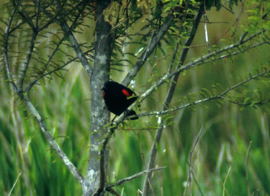 ציפור השחור אדומה כנפיים