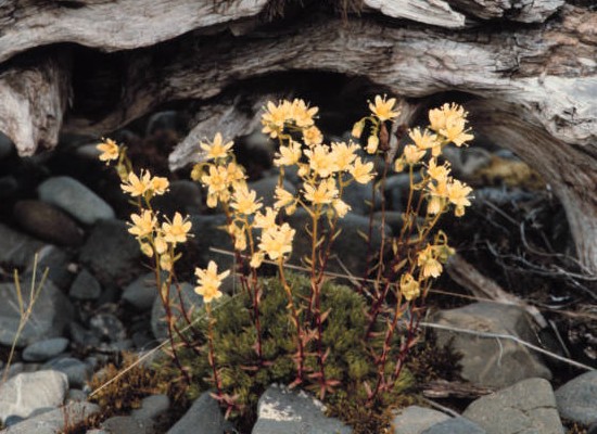 Saxifrage manchado