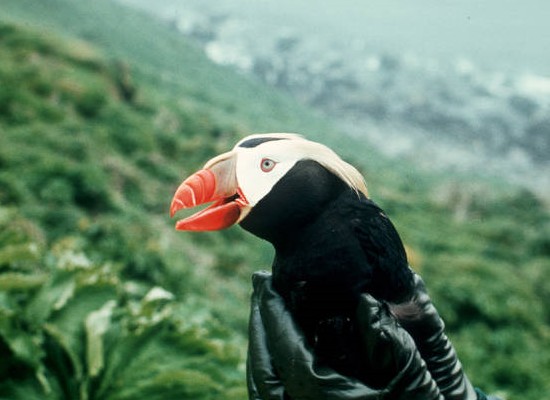 Tufted Puffin in Hand