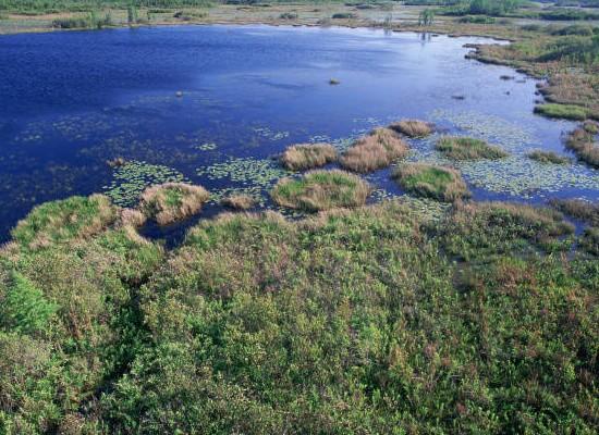 Местообитание на влажните зони в Националния резерват за диви животни Okefenokee