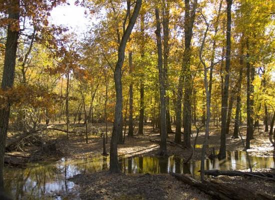 Woods with standing water