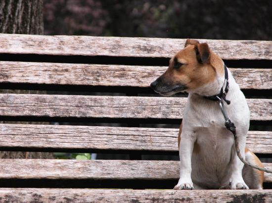 Väntande hund