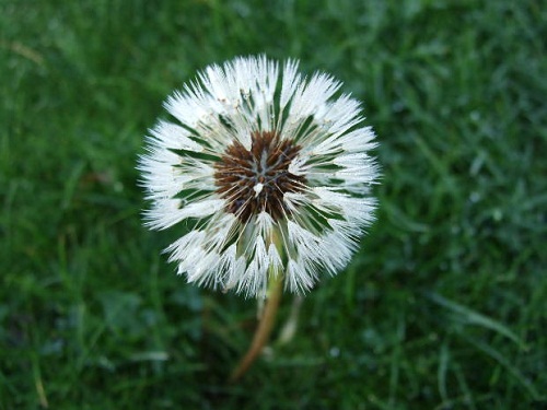 Dandelion 