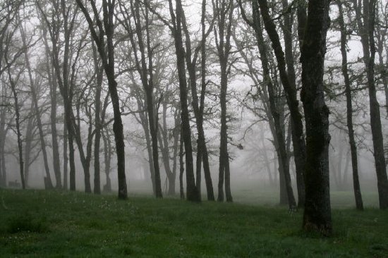 Nebbia mattutina