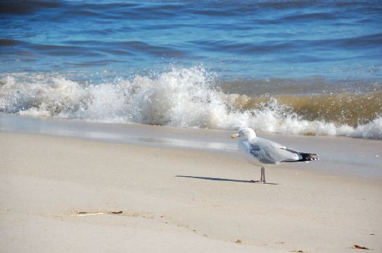 Чайка на плажа