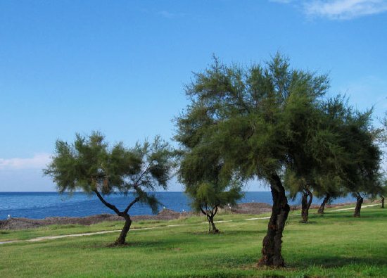 オリーブの木、シチリア島、イタリア