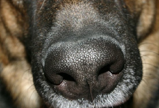 A Nose