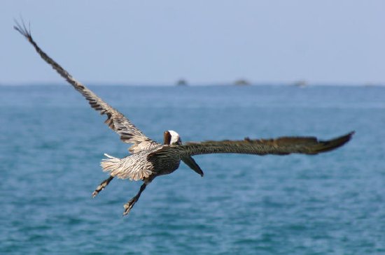 Brauner Pelikan