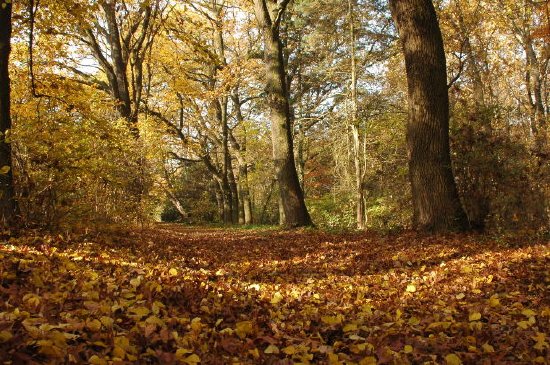 Herbst, Wald