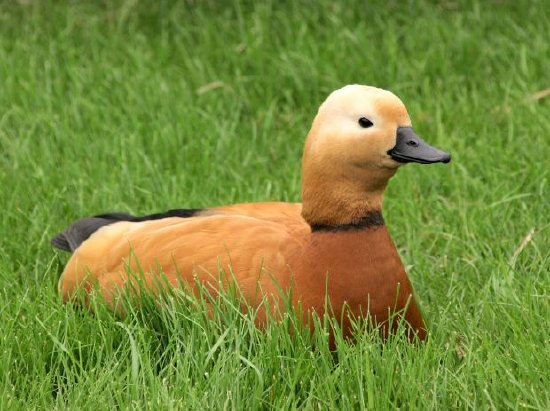 Anatra