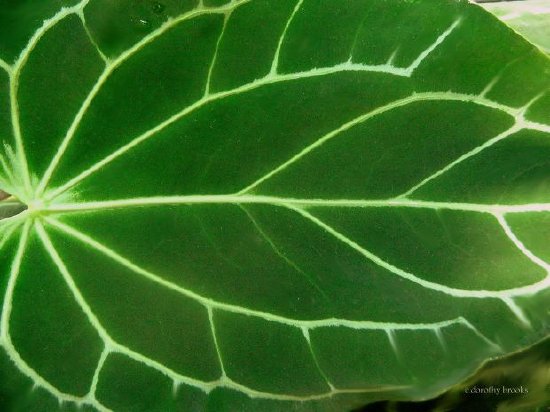 Зелен лист