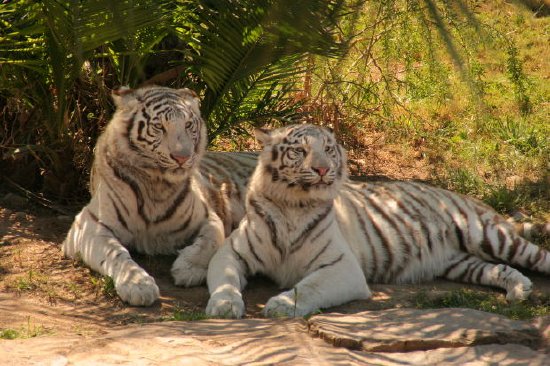 Dois tigres de bengala