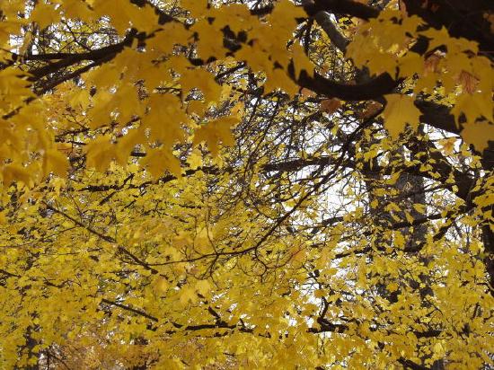 Feuilles jaunes