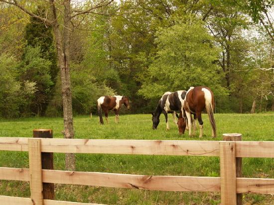 Trois chevaux