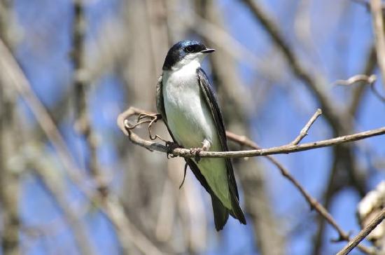 Golondrina
