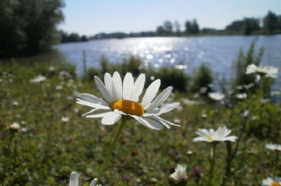 Weißes Gänseblümchen