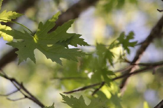 Feuilles