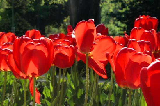 Rote Tulpen